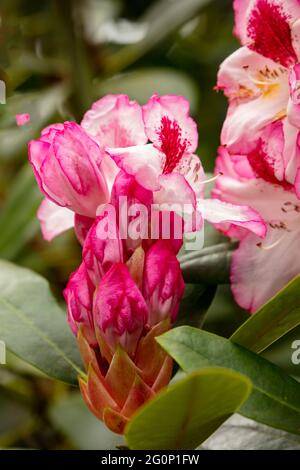 Rhododendron Hachmanns charmante Blumen und Laub, natürliches Blumenportrait Stockfoto