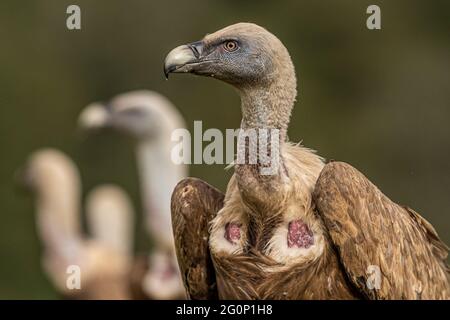 Griffon Vulture (Gyps fulvus) Portrait, Kastilien und Leon, Spanien. Stockfoto