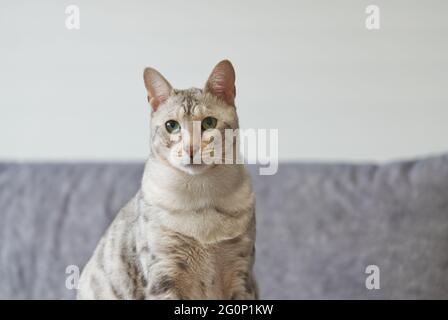 Porträt einer silbernen gefleckten Bengal Katze, grüne Augen Katze Vorderansicht Stockfoto