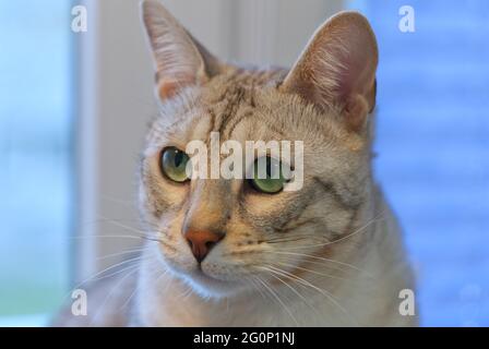 Porträt einer silbernen gefleckten Bengal Katze, grüne Augen Katze Vorderansicht Stockfoto