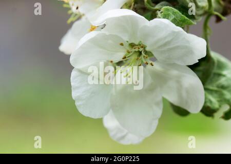 Birnenzweige mit Blumen, Knospen und Blättern an einem sonnigen Tag. Stockfoto
