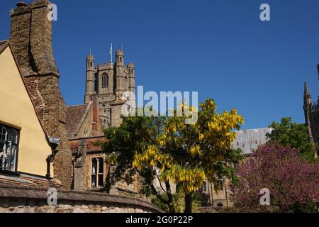 Golden Chain Tree, Laburnum anagyroides, Ely Cathedral, Ely, Cambridgeshire, VEREINIGTES KÖNIGREICH Stockfoto