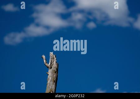 Tote Heuschrecke fotografiert am Mittwoch, 12. Mai 2021, in Waushara County Wisconsin. Stockfoto