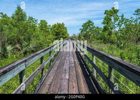 Bayou Sauvage National Wildlife Refuge, eines der wenigen verbleibenden Sumpfgebiete in der Nähe von Lake Pontchartrain und Lake Borgne, Orleans Parish, Louisiana, USA. Stockfoto