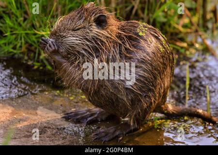 Münster, Deutschland. Juni 2021. Ein Jungtier reinigt sich gründlich, wenn es aus dem Teich austritt. Zwei Coypu-Babys, jetzt etwa 6 Wochen alt (auch Nutria- oder Biberratten, Myocastor Coypus) spielen und scheinen das ungewöhnlich warme Wetter zu genießen. Die wilden Tiere erschienen, als eine Mutter ihre Babys zum Teich des Botanischen Gartens Münster brachte, zur Freude der Besucher, aber zur Bestürzung der Mitarbeiter und Gärtner, die sich darüber beschweren, dass die Tiere, Wer nicht bewegt werden kann, knabert sich durch einige der 8,000 Pflanzen-, Gemüse- und Kräuterarten des Gartens, einige davon selten. Kredit: Imageplotter/Alamy Live Nachrichten Stockfoto