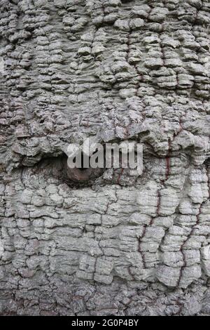 Baumstammstruktur, die wie ein Auge im Baum auffällt Stockfoto