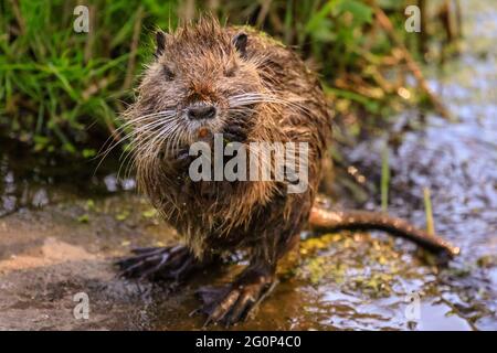 Münster, Deutschland. Juni 2021. Ein Jungtier reinigt sich gründlich, wenn es aus dem Teich austritt. Zwei Coypu-Babys, jetzt etwa 6 Wochen alt (auch Nutria- oder Biberratten, Myocastor Coypus) spielen und scheinen das ungewöhnlich warme Wetter zu genießen. Die wilden Tiere erschienen, als eine Mutter ihre Babys zum Teich des Botanischen Gartens Münster brachte, zur Freude der Besucher, aber zur Bestürzung der Mitarbeiter und Gärtner, die sich darüber beschweren, dass die Tiere, Wer nicht bewegt werden kann, knabert sich durch einige der 8,000 Pflanzen-, Gemüse- und Kräuterarten des Gartens, einige davon selten. Kredit: Imageplotter/Alamy Live Nachrichten Stockfoto