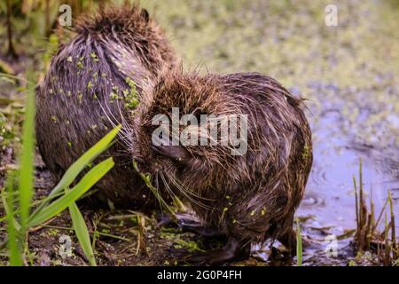 Münster, Deutschland. Juni 2021. Ein Jungtier reinigt sich gründlich, wenn es aus dem Teich austritt. Zwei Coypu-Babys, jetzt etwa 6 Wochen alt (auch Nutria- oder Biberratten, Myocastor Coypus) spielen und scheinen das ungewöhnlich warme Wetter zu genießen. Die wilden Tiere erschienen, als eine Mutter ihre Babys zum Teich des Botanischen Gartens Münster brachte, zur Freude der Besucher, aber zur Bestürzung der Mitarbeiter und Gärtner, die sich darüber beschweren, dass die Tiere, Wer nicht bewegt werden kann, knabert sich durch einige der 8,000 Pflanzen-, Gemüse- und Kräuterarten des Gartens, einige davon selten. Kredit: Imageplotter/Alamy Live Nachrichten Stockfoto