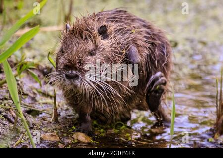 Münster, Deutschland. Juni 2021. Ein Jungtier reinigt sich gründlich, wenn es aus dem Teich austritt. Zwei Coypu-Babys, jetzt etwa 6 Wochen alt (auch Nutria- oder Biberratten, Myocastor Coypus) spielen und scheinen das ungewöhnlich warme Wetter zu genießen. Die wilden Tiere erschienen, als eine Mutter ihre Babys zum Teich des Botanischen Gartens Münster brachte, zur Freude der Besucher, aber zur Bestürzung der Mitarbeiter und Gärtner, die sich darüber beschweren, dass die Tiere, Wer nicht bewegt werden kann, knabert sich durch einige der 8,000 Pflanzen-, Gemüse- und Kräuterarten des Gartens, einige davon selten. Kredit: Imageplotter/Alamy Live Nachrichten Stockfoto