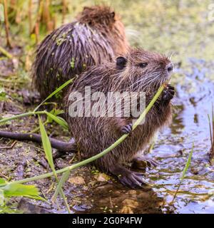 Münster, Deutschland. Juni 2021. Die Jungtiere knabbern am Teich auf Wasserpflanzen. Zwei Coypu-Babys, jetzt etwa 6 Wochen alt (auch Nutria- oder Biberratten, Myocastor Coypus) spielen und scheinen das ungewöhnlich warme Wetter zu genießen. Die wilden Tiere erschienen, als eine Mutter ihre Babys zum Teich des Botanischen Gartens Münster brachte, zur Freude der Besucher, aber zur Bestürzung der Mitarbeiter und Gärtner, die sich darüber beschweren, dass die Tiere, Wer nicht bewegt werden kann, knabert sich durch einige der 8,000 Pflanzen-, Gemüse- und Kräuterarten des Gartens, einige davon selten. Kredit: Imageplotter/Alamy Live Nachrichten Stockfoto