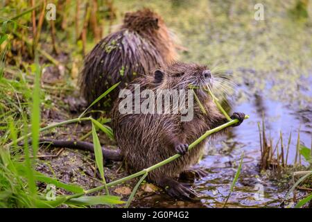 Münster, Deutschland. Juni 2021. Die Jungtiere knabbern am Teich auf teilweise seltenen Wasserpflanzen. Zwei Coypu-Babys, jetzt etwa 6 Wochen alt (auch Nutria- oder Biberratten, Myocastor Coypus) spielen und scheinen das ungewöhnlich warme Wetter zu genießen. Die wilden Tiere erschienen, als eine Mutter ihre Babys zum Teich des Botanischen Gartens Münster brachte, zur Freude der Besucher, aber zur Bestürzung der Mitarbeiter und Gärtner, die sich darüber beschweren, dass die Tiere, Wer nicht bewegt werden kann, knabert sich durch einige der 8,000 Pflanzen-, Gemüse- und Kräuterarten des Gartens, einige davon selten. Kredit: Imageplotter/Alamy Live Nachrichten Stockfoto