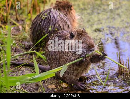 Münster, Deutschland. Juni 2021. Die Jungtiere knabbern am Teich auf Wasserpflanzen. Zwei Coypu-Babys, jetzt etwa 6 Wochen alt (auch Nutria- oder Biberratten, Myocastor Coypus) spielen und scheinen das ungewöhnlich warme Wetter zu genießen. Die wilden Tiere erschienen, als eine Mutter ihre Babys zum Teich des Botanischen Gartens Münster brachte, zur Freude der Besucher, aber zur Bestürzung der Mitarbeiter und Gärtner, die sich darüber beschweren, dass die Tiere, Wer nicht bewegt werden kann, knabert sich durch einige der 8,000 Pflanzen-, Gemüse- und Kräuterarten des Gartens, einige davon selten. Kredit: Imageplotter/Alamy Live Nachrichten Stockfoto