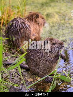 Münster, Deutschland. Juni 2021. Die Jungtiere knabbern am Teich auf Wasserpflanzen. Zwei Coypu-Babys, jetzt etwa 6 Wochen alt (auch Nutria- oder Biberratten, Myocastor Coypus) spielen und scheinen das ungewöhnlich warme Wetter zu genießen. Die wilden Tiere erschienen, als eine Mutter ihre Babys zum Teich des Botanischen Gartens Münster brachte, zur Freude der Besucher, aber zur Bestürzung der Mitarbeiter und Gärtner, die sich darüber beschweren, dass die Tiere, Wer nicht bewegt werden kann, knabert sich durch einige der 8,000 Pflanzen-, Gemüse- und Kräuterarten des Gartens, einige davon selten. Kredit: Imageplotter/Alamy Live Nachrichten Stockfoto