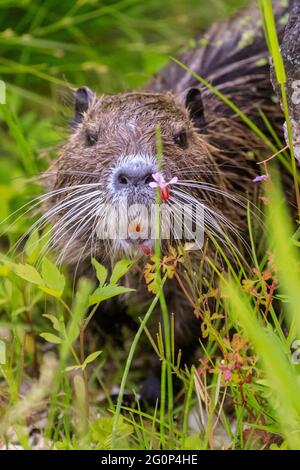 Münster, 2. Juni 2021. Die Coypu-Mutter bleibt in der Nähe, scheint aber die Jungtiere schnell verlassen zu können. Zwei Coypu-Babys, jetzt etwa 6 Wochen alt (auch Nutria- oder Biberratten, Myocastor Coypus) spielen und scheinen das ungewöhnlich warme Wetter zu genießen. Die wilden Tiere erschienen, als eine Mutter ihre Babys zum Teich des Botanischen Gartens Münster brachte, zur Freude der Besucher, aber zur Bestürzung der Mitarbeiter und Gärtner, die sich darüber beschweren, dass die Tiere, Wer nicht bewegt werden kann, knabert sich durch einige der 8,000 Pflanzen-, Gemüse- und Kräuterarten des Gartens, einige davon selten. Stockfoto