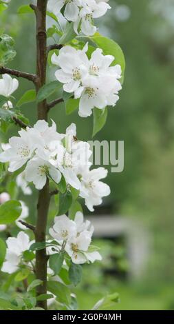 Blumen der Kirsche oder des Apfels blühen an einem Frühlingstag. Nahaufnahme. Stockfoto