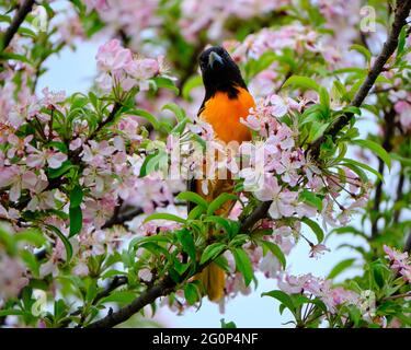 Männlicher Baltimore Oriole in blühendem Krabbenapfelbaum an einem Frühlingstag in Ottawa, Kanada Stockfoto