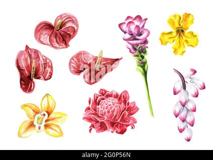 Exotische tropische oder Dschungelblumen. Aquarell handgezeichnete Illustration, isoliert auf weißem Hintergrund Stockfoto
