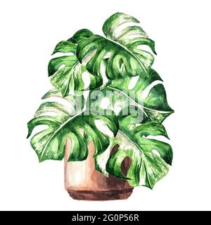 Topfpflanze exotische tropische oder Dschungelpflanze Monstera Alba Variegata. Aquarell handgezeichnete Illustration, isoliert auf weißem Hintergrund Stockfoto