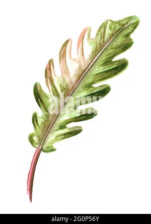 Blatt aus exotischem tropischem oder Dschungelpflanze Philodendron Karamell Marmor. Aquarell handgezeichnete Illustration, isoliert auf weißem Hintergrund Stockfoto