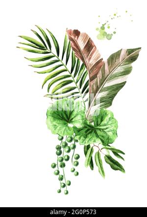 Blätter exotischer tropischer oder Dschungelpflanzen. Aquarell handgezeichnete Illustration, isoliert auf weißem Hintergrund Stockfoto