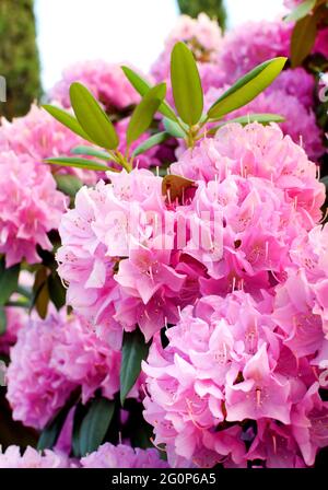 Schöne zarte rosa Rhododendronblüten im Park. Frühlingsblüte Stockfoto