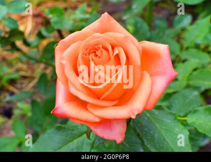 Blühende wunderschöne orangefarbene Buschrosen im Garten. Frühlingsblume in grünen Blättern Stockfoto