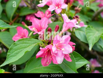 Schöne rosafarbene Blumen Weigela florida. Blumen von weigela florida. Blühender Garten im Frühlings-Garten an sonnigen Tagen. Stockfoto