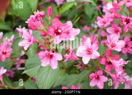 Schöne rosafarbene Blumen Weigela florida. Blumen von weigela florida. Blühender Garten im Frühlings-Garten an sonnigen Tagen. Stockfoto