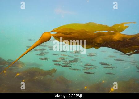 Chinook Lachs schwelgt und ein Fleck Bullenkelp im Campbell River Harbour. Stockfoto