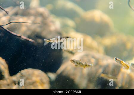 Baby Coho Lachs in der Aufzucht auf einem kalten Wasserstrahl. Stockfoto