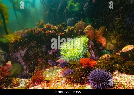 Seeigel und grüne Anemone in einem Kaltwasser-Riff im Pazifischen Ozean. Stockfoto