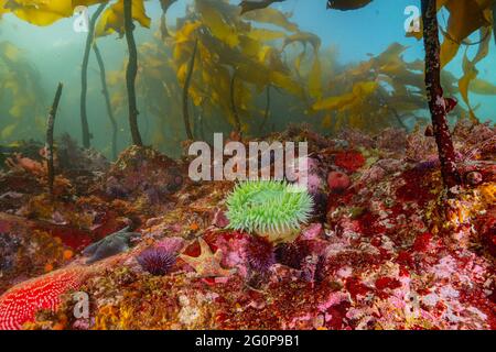 Grüne Anemone, die in einem flachen Riff auf Vancouver Island wächst. Stockfoto