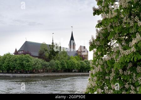 Kathedrale von Konigsberg auf der Kant-Insel (ehemals Kneiphof) des Flusses Pregel (Pregolya) in Kaliningrad, Russland. Stockfoto