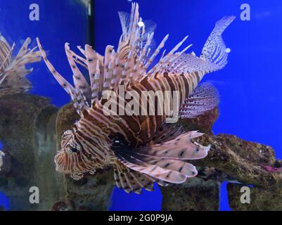 Im Wasser befindet sich der Rotfeuerfisch (pterois radiata) Stockfoto