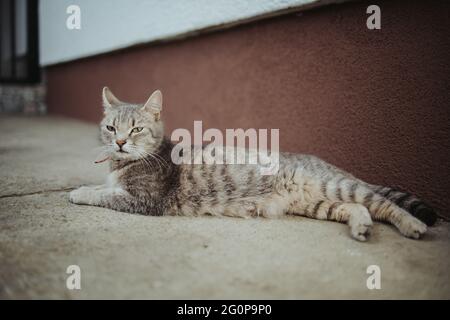 Faule tabby Katze liegt auf dem Boden im Freien Stockfoto