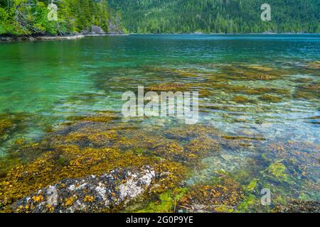 Flaches Riff bei Ebbe an der Westküste von Vancouver Island, British Columbia, Kanada. Stockfoto