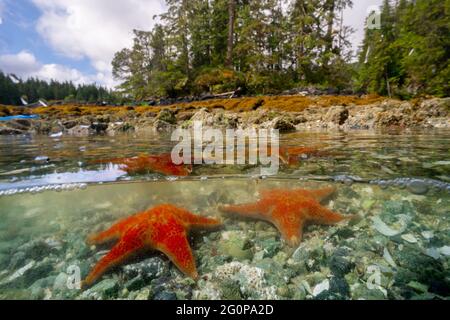 An einem felsigen Strand an der pazifischen Nordwestküste von Vancouver Island steht das Meer unter Sternen. Stockfoto