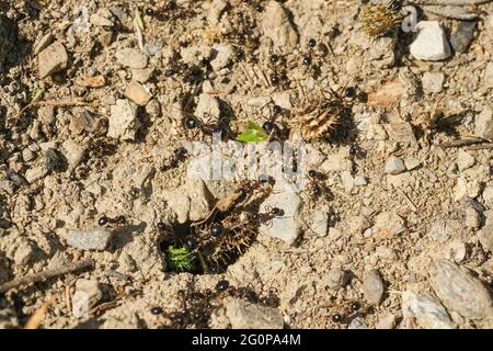 Makroansicht der schwarzen Ameisen Hügel arbeiten auf dem Boden Nest, Tier Insekten Tierwelt Stockfoto