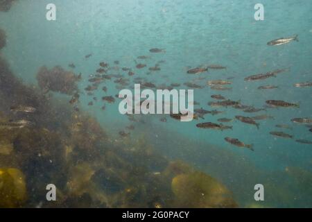 Juvenil Chum und Chinook Lachswanderung im Ozean. Stockfoto