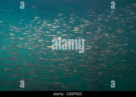 Im Campbell River Harbour schwimmende, dichte Schule von Chum Salmon. Stockfoto