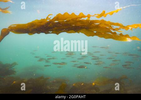 Schule von Chinook Lachs beim Schwimmen in einem Kelp-Wald. Stockfoto