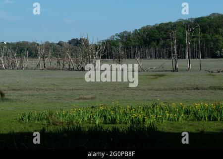 Whiteford National Nature Reserve, The Gower, Wales, Großbritannien Stockfoto