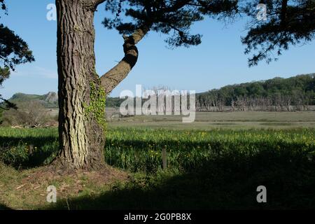 Blick vom Wales Coast Path bei Cwm Ivy, Llanmadoc auf der Gower Peninsula. Stockfoto