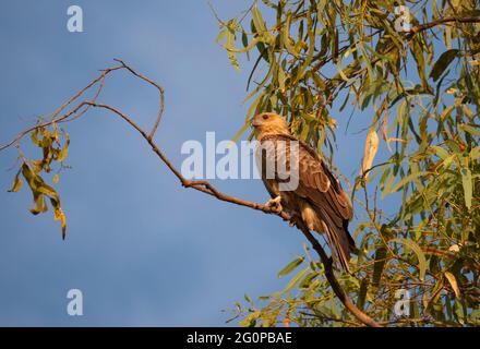 Schwarzer Drachen, Milvus migrans, thront in einem Baum. Stockfoto