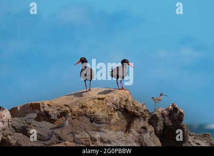 Zwei Sooty Austernfischer, Haematopus fuliginosus, Vögel stehen auf einem Felsen mit anderen Seevögeln. Stockfoto