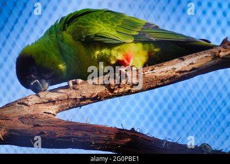 Nahaufnahme eines Sonnensittichs, der auf einem Holzzweig in einem Zoo unter dem Sonnenlicht thront Stockfoto