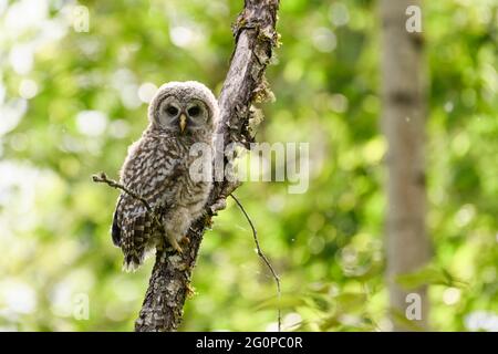 Eine junge Sperlingskauz, auch Eulchen genannt, beginnt im späten Frühjahr den Wald zu erkunden Stockfoto