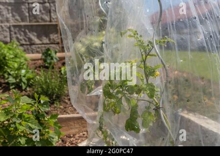 Geschützte Tomaten in einem Gemüsebeet Stockfoto