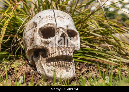 Ein menschlicher Schädel als unkonventionelle Gartendekoration Stockfoto