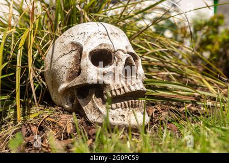 Ein menschlicher Schädel als unkonventionelle Gartendekoration Stockfoto